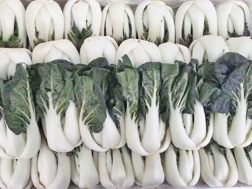 奶白菜