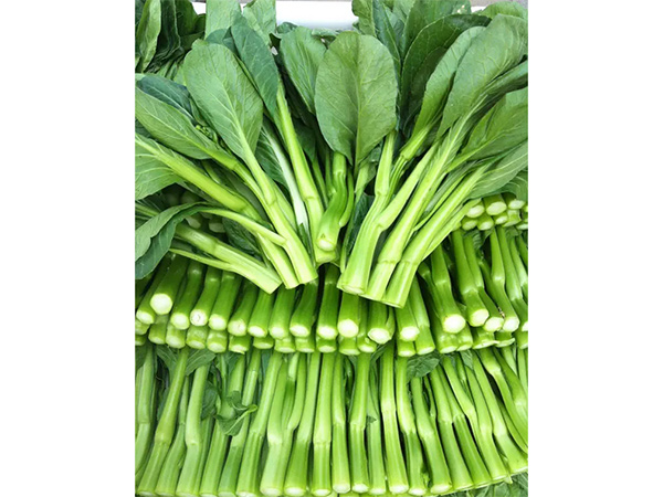 青菜